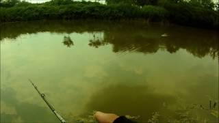 Snakehead On Whopper Plopper 1 A Must Watch 07032018 BY Utmost Fishing