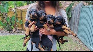 Doberman Puppies: Birth to 8 weeks old