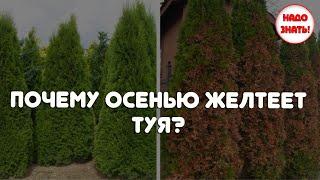 Почему осенью желтеет туя?