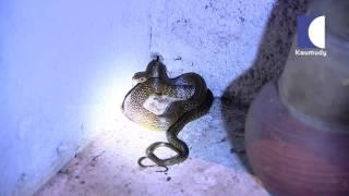 Snake Master Episode 113 Rat Snake  Part 01