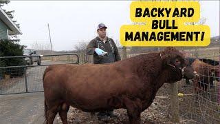 Dexter Bulls are the BEST! Managing Bulls on a Small Farm! Q & A