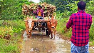 DIY How to make Bullock Cart Videos | Bullock Media