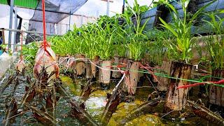 I Built Backyard Aquaponics System for Crawfish Raising and White Radish, Water Spinach Growing