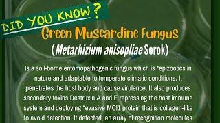 METARHIZIUM (𝐆𝐫𝐞𝐞𝐧𝐌𝐮𝐬𝐜𝐚𝐫𝐝𝐢𝐧𝐞𝐅𝐮𝐧𝐠𝐮𝐬) |explorer101