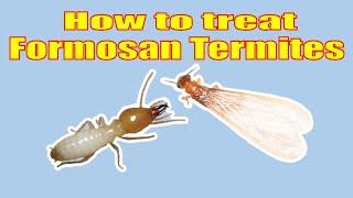 How to Eliminate Formosan Termites Yourself Guaranteed