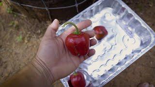 Giant Red Rocoto Pepper from Iquitos Peru 