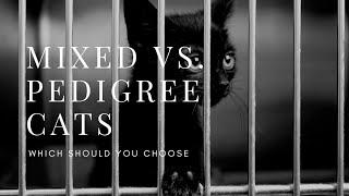 Mixed vs. Pedigree Cats - Where should you buy your cat from