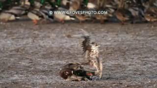 Prairie Falcon takes out a drake mallard