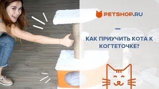 О КОГТЕТОЧКАХ! КАК ПРИУЧИТЬ КОШКУ К КОГТЕТОЧКЕ?