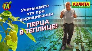 ВЫРАЩИВАНИЕ ПЕРЦА В ТЕПЛИЦЕ. Учитывайте это при выращивании!