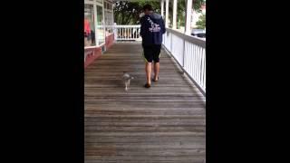 5/28/14 Enzo Learning to Walk on the Leash OBX