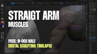 Straight arm muscle - Digital sculpting timelapse | Anatomy For Sculptors