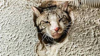 A Curious Cat Head Stuck in a Tiny Hole in the Wall