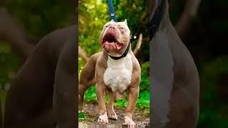 American pitbull #most #dangerous #dogbreed #americanbully #status #channelsubscribe