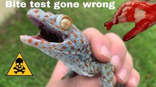 BITTEN by HUGE tokay gecko!