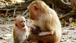 Little monkey very surprised when see newborn baby monkey and talks a lot with just born baby