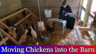 Moving chickens into the new chicken coop in the barn