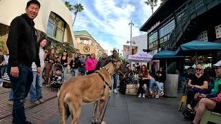 Cash 2.0 Great Dane-deer at The Grove 2024 (5 of 8)