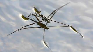 Water strider - walking on water