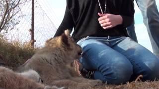 Canned Lion Hunting – Breeding farms