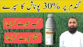 How to use liquid potash in Wheat Crop || Bilal Kanju Official