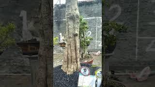 bonsai anting putri besten#pamlokpurwodadi