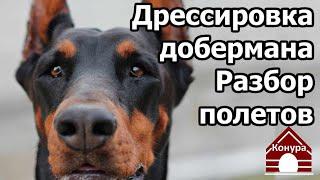 251. Дрессировка добермана/ Рекомендации кинолога / Разбор полетов