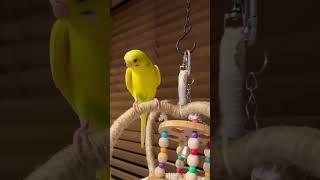 Watch This Budgie Search for Her Best Friend! #viral #parakeet #parrot#shorts