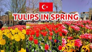 MELIHAT BUNGA TULIP DI MUSIM SEMI || TULIP IN SPRING ||