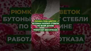 Рюмка под цветок и бутоны укроют стебли по всей длине#цветы#сад