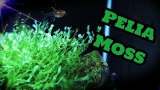 Pelia Moss "Monosolenium tenerum" (Easy to keep Aquarium Moss)