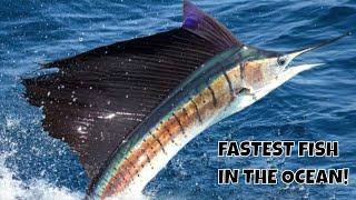 THIS IS THE FASTEST FISH ON THE PLANET!! SAILFISH