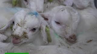 The fate of male goat-kids from the Dutch dairy industry