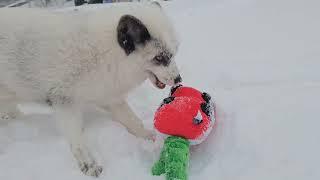 Jagger and Luka play with a Christmas toy in the snow