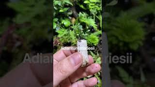 Planting Micro Fern (Adiantum mariesii)