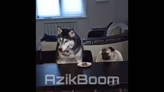 Azikboom tegmalaring #azikbooom