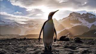 Penguin Noise | Free Sound Effects | Animal Sounds