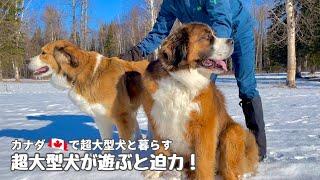 超大型犬とカナダで田舎暮らし・海外生活／大型犬が遊ぶと迫力が！