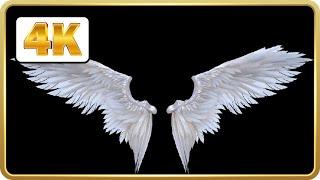 Angel wings in black screen Video Loop HD