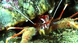 Underwater macro life - Decapoda orden