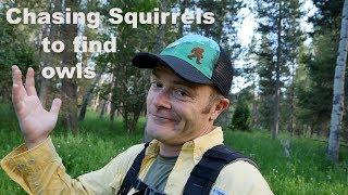 Chasing Squirrels to Find Owls? - A Bird Photography vlog