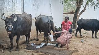 Buffalo video buffalo kicks the milk with her legs while milking ||shobhamma||