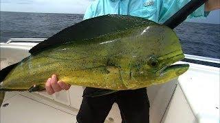 Offshore Fishing Mahi Mahi and Yellowfin Tuna off Venice Louisiana