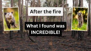 What happens to wildlife after a fire? Returning to the burn, the results were OUTSTANDING!