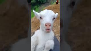 Little goats sound #goatsounds #goat #babyanimal