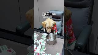 【旺仔很忙Wangzai is busy】狗子一口气输了一个月的狗粮The dog lost a month's worth of dog food in one sitting