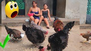 Dándole Comida Alas Gallinas