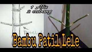 Bambu unik PATIL LELE,Penjelasan & khasiatnya