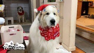 家族みんなでクリスマスを楽しんだルンルンとアランとベルです　Great Pyrenees　グレートピレニーズ