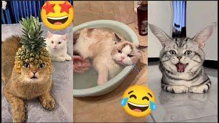 Самые смешные животные  / Приколы с котами 2023  #3